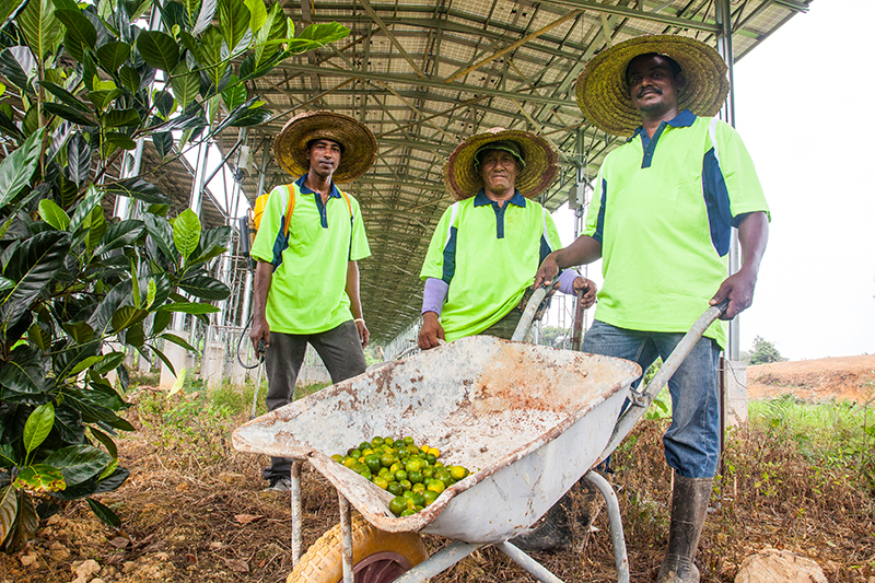 Eco Seido project - Matahari Kencana Tanjung Malim